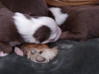 İki köpek yavrusu battaniyenin üzerinde uyuyor. Birinin sırtında beyaz bir leke var. Yavrular sevimli ve huzurlu.. .