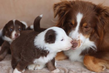 Bir anne köpek yavrularının yanına uzanıyor. Yavrulardan biri diğerinin yüzünü yalıyor.. .