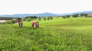 Bir tarlada üç köpek koşuyor. Köpekler kahverengi ve beyazdır. Saha yeşil ve çimenli.