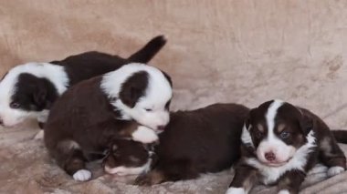 Dört yavru bir kanepede yatıyor. Kahverengi ve beyazlar. Yavrular uyuyor.. .