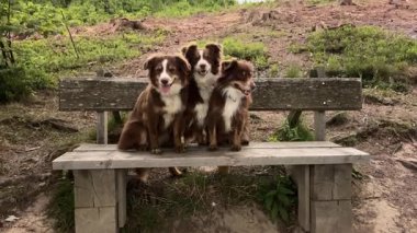 Üç köpek bir bankta oturuyor. Bankta ahşap ve bir taş tabanı var. Köpekler kahverengi ve beyaz.