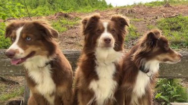 Üç kahverengi ve beyaz köpek yan yana oturuyorlar. Hepsi gülümsüyor ve kameraya bakıyor.
