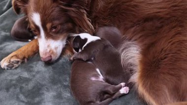 Kahverengi ve beyaz bir köpek sırtında yavru bir köpekle bir battaniyenin üzerinde uzanıyor. Anne köpek bebeğini koruyor.. .