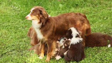 Anne köpek çimen tarlasında yavrularını emziriyor. Yavruların boyutları ve renkleri farklıdır, biri beyaz ve diğerleri kahverengidir. Huzurlu ve iç açıcı bir sahne.