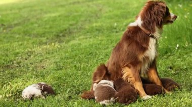 Kahverengi ve beyaz köpek yavrularıyla çimlerin üzerinde otururlar. Köpek bir anneye benziyor ve yavrular da onun yavruları.