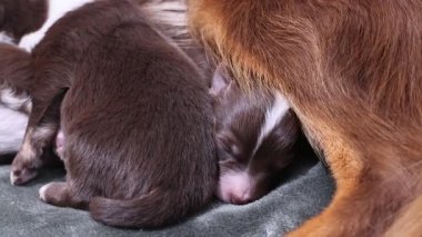 Anne bir köpek yavrularını emziriyor. Yavrular battaniyenin üzerinde uyuyorlar. Anne köpek onun yanında yatıyor.. .