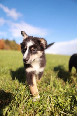 Küçük bir köpek çim tarlasında koşuyor. Köpek siyah ve beyaz ve eğleniyor.. .