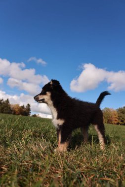 Küçük siyah ve beyaz bir köpek otlak bir alanda duruyor. Gökyüzü açık ve mavi ve arka planda birkaç bulut var.. .