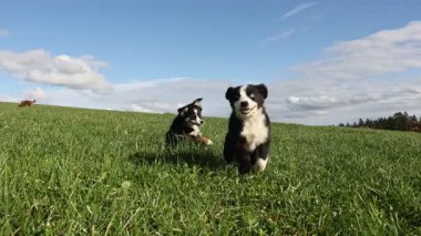 Arka planda mavi gökyüzü olan bir tarlada koşan iki köpek. Sahne mutlu ve neşeli.. .