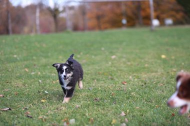 Çimenli bir alanda siyah beyaz bir köpek koşuyor. Köpek küçük ve o eğleniyor.. .