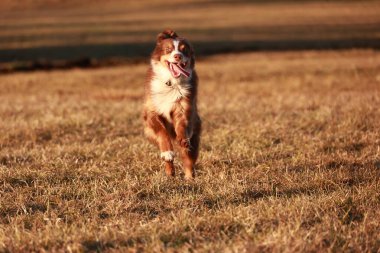 Kahverengi ve beyaz köpek tarlada koşuyor. Köpek mutlu ve enerjik, alan kuru ve kahverengi.