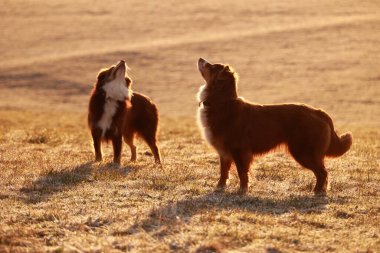 İki kahverengi köpek bir tarlada duruyor, bunlardan biri kameraya bakıyor. Diğer köpek arkasında duruyor, ikisi de uzaklığa doğru bakıyor. Tarla çimlerle kaplı.