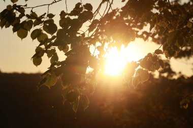 Yaprakları olan bir ağaç ve içinde parlayan bir güneş. Güneş parlak ve sıcak, yaprakların üzerine altın bir parıltı saçıyor. Sahne huzurlu ve sakin, güneş sıcaklık ve rahatlık hissi veriyor.