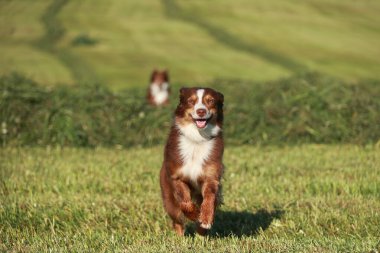 Kahverengi ve beyaz bir köpek bir çimen tarlasında koşuyor. Köpek mutlu ve dışarıda vakit geçiriyor.