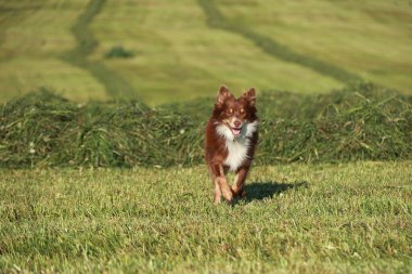 Kahverengi ve beyaz bir köpek bir çimen tarlasında koşuyor. Köpek tarlada koşarken mutlu ve enerjik görünüyor.