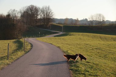 Çimenli bir arazide iki köpek yolda yürüyor. Köpekler çimleri kokluyor ve eğleniyor gibi görünüyorlar. Görüntünün odak noktası köpeklerin olduğu sahne huzurlu ve sakin.