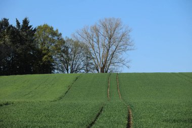 Ortasında ağaç olan yeşil çimen tarlası. Ağaç çıplak ve gökyüzü mavi.