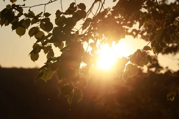 Yaprakları olan bir ağaç ve içinde parlayan bir güneş. Güneş parlak ve sıcak, yaprakların üzerine altın bir parıltı saçıyor. Sahne huzurlu ve sakin, güneş sıcaklık ve rahatlık hissi veriyor.