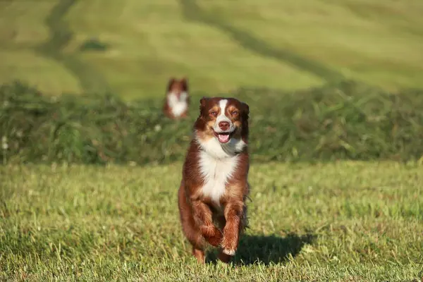 Kahverengi ve beyaz bir köpek bir çimen tarlasında koşuyor. Köpek mutlu ve dışarıda vakit geçiriyor.