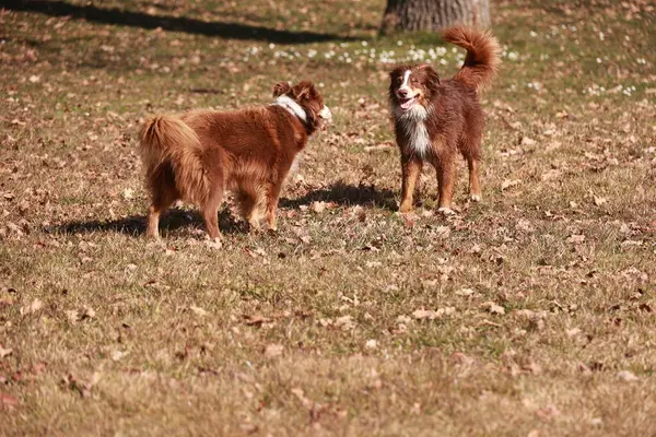 İki köpek kahverengi çimen ve yapraklarla dolu bir alanda duruyor. Köpeklerden biri kahverengi ve beyazdır, diğeri ise kahverengi ve siyahtır. Onların her ikisi de birbirlerine bakıyor. Huzurlu bir sahne.