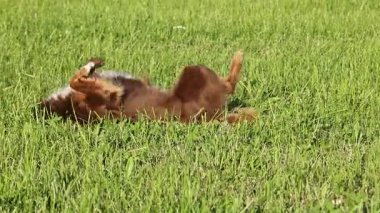 Köpek bir tarlada çimlerin üzerinde yatıyor. Köpek kahverengi ve beyazdır. Çimler yemyeşil ve yemyeşil