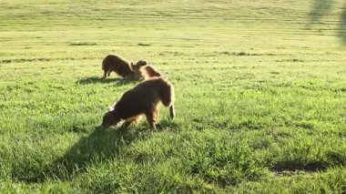 Otlak bir alanda üç köpek oynuyor. Köpeklerden biri kameraya bakıyor.