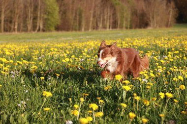 Kahverengi ve beyaz bir köpek sarı çiçek tarlasında koşuyor. Köpek tarlada koşarken eğleniyor gibi görünüyor.