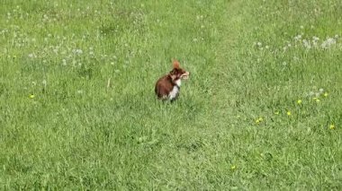 Kahverengi bir köpek çim tarlasında koşuyor. Köpek ağzında bir sopa tutuyor.
