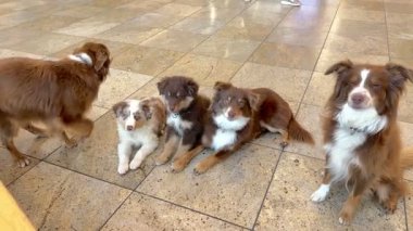 Beş Avustralyalı çoban içeride keyifli ve neşeli doğalarını sergileyerek eğlenceli etkileşimlerden hoşlanırdı.