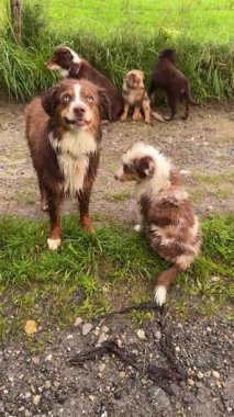 Şirin bir grup Avustralya çoban köpeği neşe içinde yemyeşil bir arazide birlikte oynuyorlar.