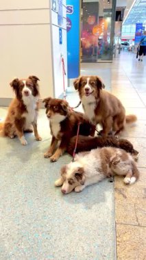 Bu büyüleyici sahnede birden fazla sevimli köpek havaalanı terminalinde huzur içinde dinleniyor.