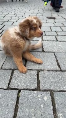 Bu sevimli yavruyu neşeyle oynarken ve etrafını keşfederken izleyin. Tüm hayvan severler için mükemmel.