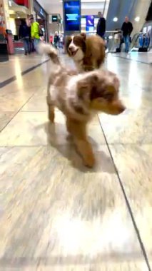 İki enerjik, neşeli köpek yavrusu neşeyle dolu bir alışveriş merkezinde koşuşturuyor.