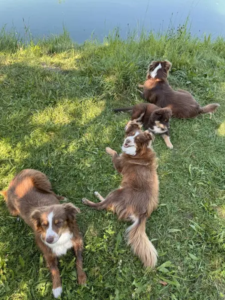 Dört sevimli köpek sakin bir göletin kenarındaki yumuşak çimenlerde dinleniyor, doğada huzur içinde güneşli bir günün tadını çıkarıyorlar.
