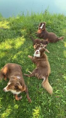 Bu güzel güneşli günde, dört neşeli köpek yemyeşil çimlerin üzerinde huzurlu bir su cesedinin yanında neşeyle uzanıyorlar.