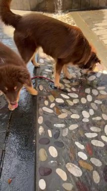 Yavrular dışarıda oyun saatlerinde dokuma alanını keşfederken neşeyle ve enerjiyle etrafa sıçrarlar.