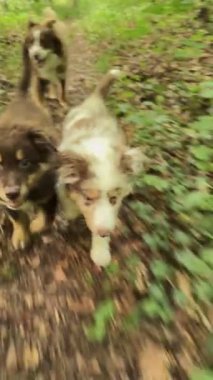 İki sevimli köpek neşeli bir şekilde doğadaki canlı yeşil orman yolunda birlikte yürüyüş yapıyorlar.