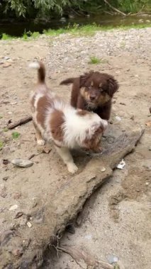 Son derece sevimli iki yavru yumuşak kumda birlikte sonsuz bir eğlence yaşarken çevrelerini neşeyle keşfediyorlar.