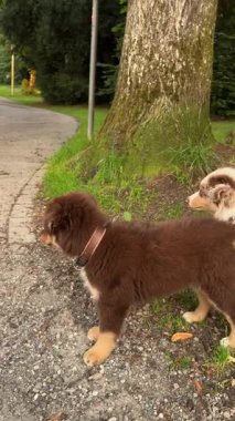 Son derece sevimli iki köpek yavrusu dışarıda, sakin bir ortamda eğleniyorlar.