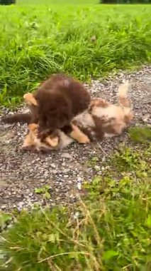 Şirin köpek yavrularının yeşilde oynaşmasını, şakacı maskaralıklarını göstermelerini ve herkese gülümsemelerini izlemenin tadını çıkarın.