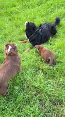 Sevimli yavruların neşeli bir sahnesi neşe dolu güneşli bir günün tadını çıkarıyor yemyeşil çimenli bir alanda.