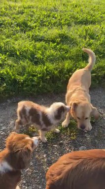 Enerjik ve neşeli yavrular, güneşli bir günde keyifle sıcak çimenlerde eğlenirler.