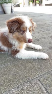 Küçük sevimli bir köpek yavrusu kaldırımda rahatça yatıyor, tüylü kürkünü ve neşeli tavırlarını sergiliyor.