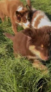 Neşeli ve neşeli iki köpek neşeyle koşuyor ve parlak güneş ışığı altında canlı, yemyeşil bir alanı keşfediyorlar.