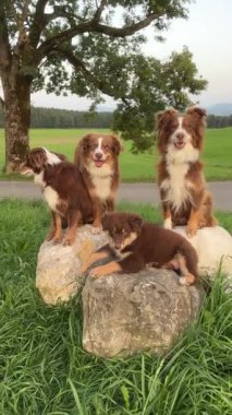 Sevimli bir grup Avustralyalı çoban, yemyeşil bir tarlada, büyük kayaların üzerinde neşeyle poz veriyor.