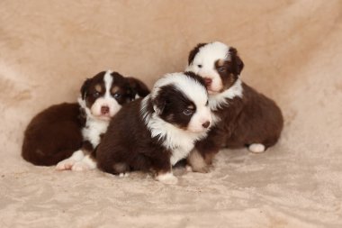 Üç köpek yavrusu bir battaniyenin üzerinde oturuyor, biri kahverengi ve beyaz. Yavrular sevimli ve şakacı ve birbirlerine eşlik etmekten zevk alıyor gibiler.