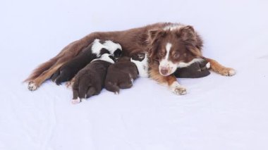 Bir köpek, ağzında köpek yavrularıyla beyaz bir yüzeyde uzanıyor.