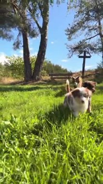 İki oyuncu köpek, uzun ağaçlar ve güzel mavi gökyüzü ile çevrili, yemyeşil çimlerde mutlu mesut eğleniyor.