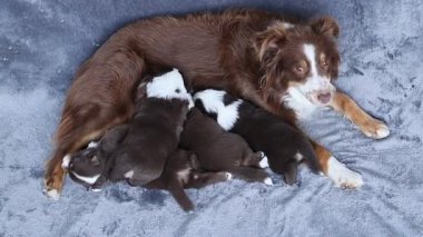 Anne bir köpek yavrularını emziriyor. Yavrular kahverengi ve beyaz.