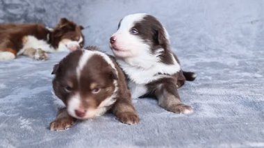 İki köpek yavrusu gri bir battaniyenin üzerinde yatıyor. Biri kahverengi ve beyaz, diğeri kahverengi ve siyah.